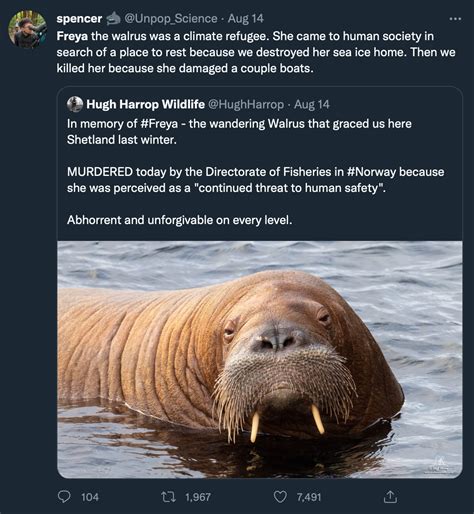 r curatedtumblr|walrus meme.